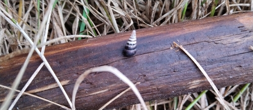 Cochlicella acuta