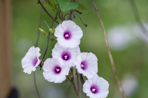 Redcenter Morning-glory (Ipomoea amnicola)