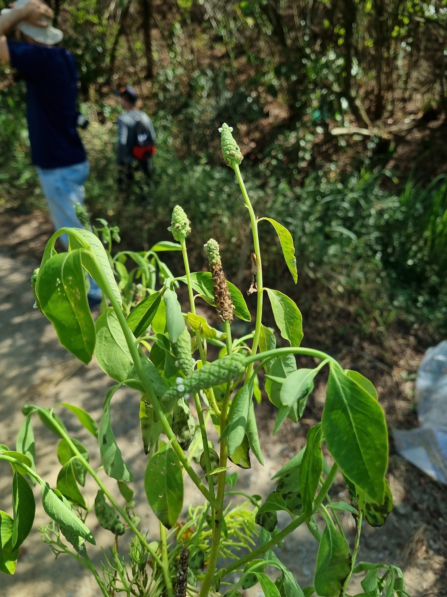 Sphenoclea zeylanica