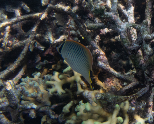 Chaetodon trifascialis