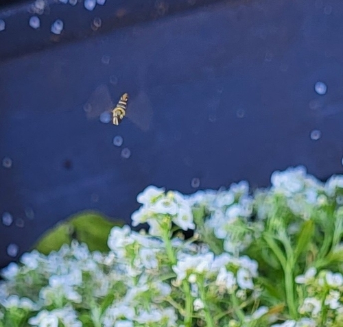 Unknown species found near Rowena Gardens, Orlando, FL 32803, USA