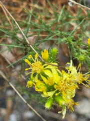 Ericameria pinifolia