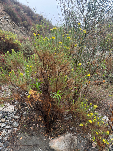 Ericameria pinifolia, photograph 2