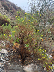 Ericameria pinifolia, photograph (c) klicklo, some rights reserved (CC BY)