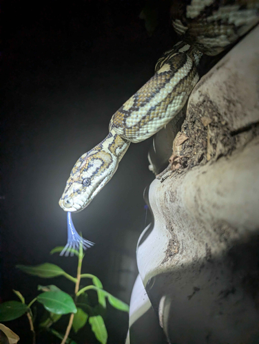 Coastal Carpet Python sighting