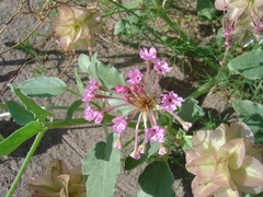 Tripterocalyx carneus