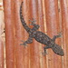 Flat-tailed House Gecko - Photo (c) Antonio Rodríguez Arduengo, some rights reserved (CC BY-NC), uploaded by Antonio Rodríguez Arduengo