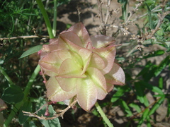 Tripterocalyx carneus