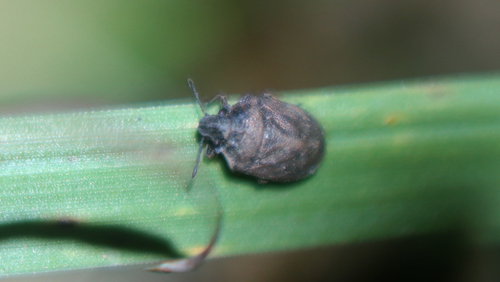 Podops inunctus