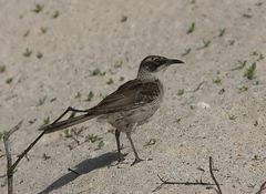 Mimus parvulus