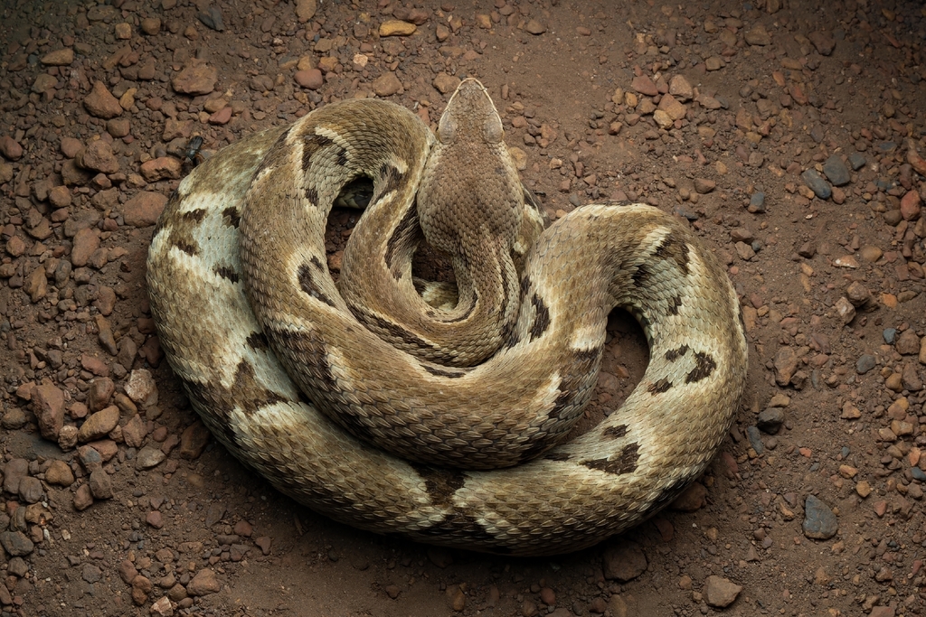 Neotropical Lanceheads
