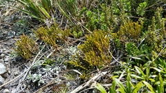 Veronica lycopodioides