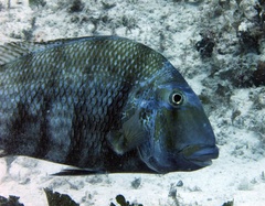 Sheepshead Porgy photo 5
