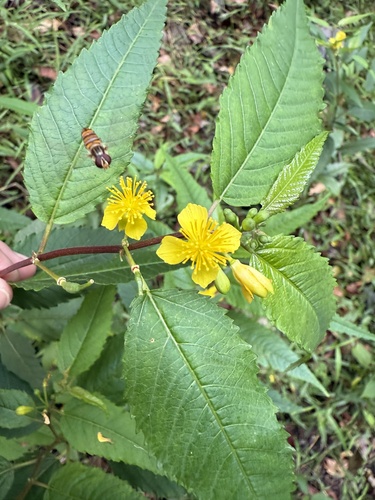 Corchorus cunninghamii, photograph 4