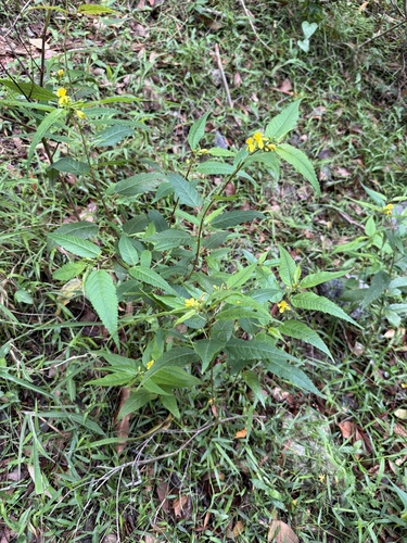 Corchorus cunninghamii, photograph 5
