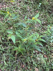 author not stated, no rights reserved Corchorus cunninghamii, photograph author not stated, no rights reserved