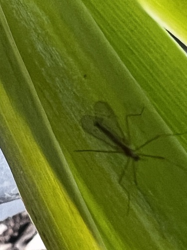 Unknown species found near Anderson St, Staunton, VA, US