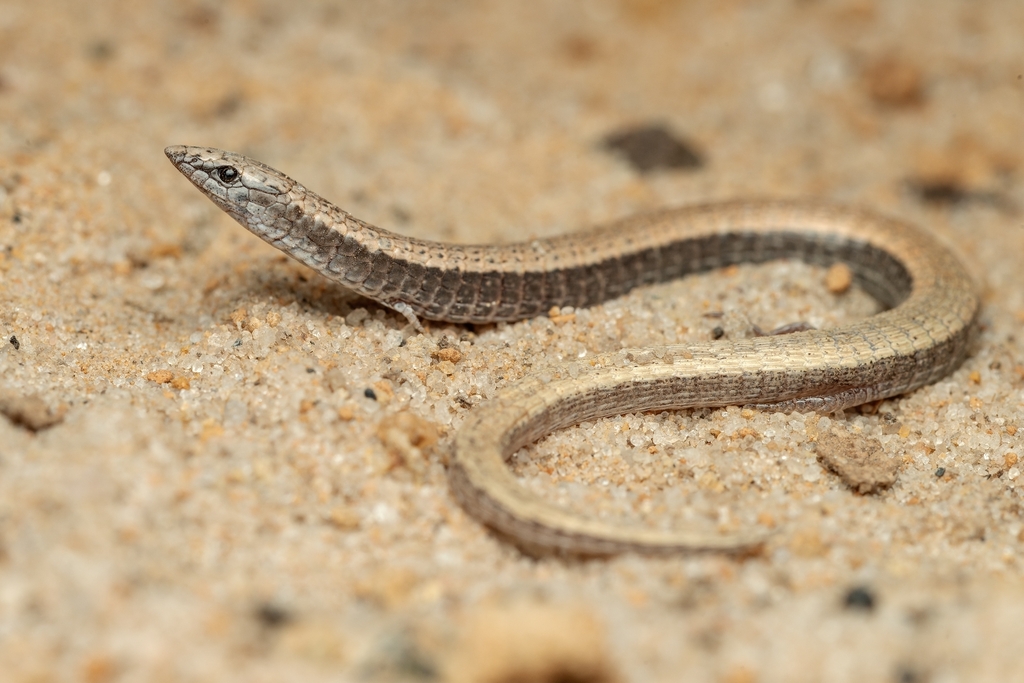 Nothobachia