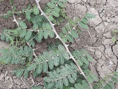 Mimosa asperata