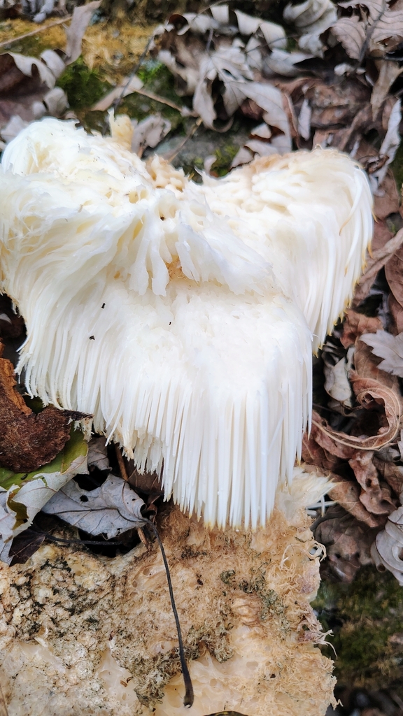 Hericium erinaceus · November 2025 · photo: © alexialorentz23 (iNaturalist, cc-by)