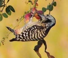 Dendrocopos analis