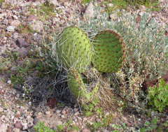 Opuntia tapona