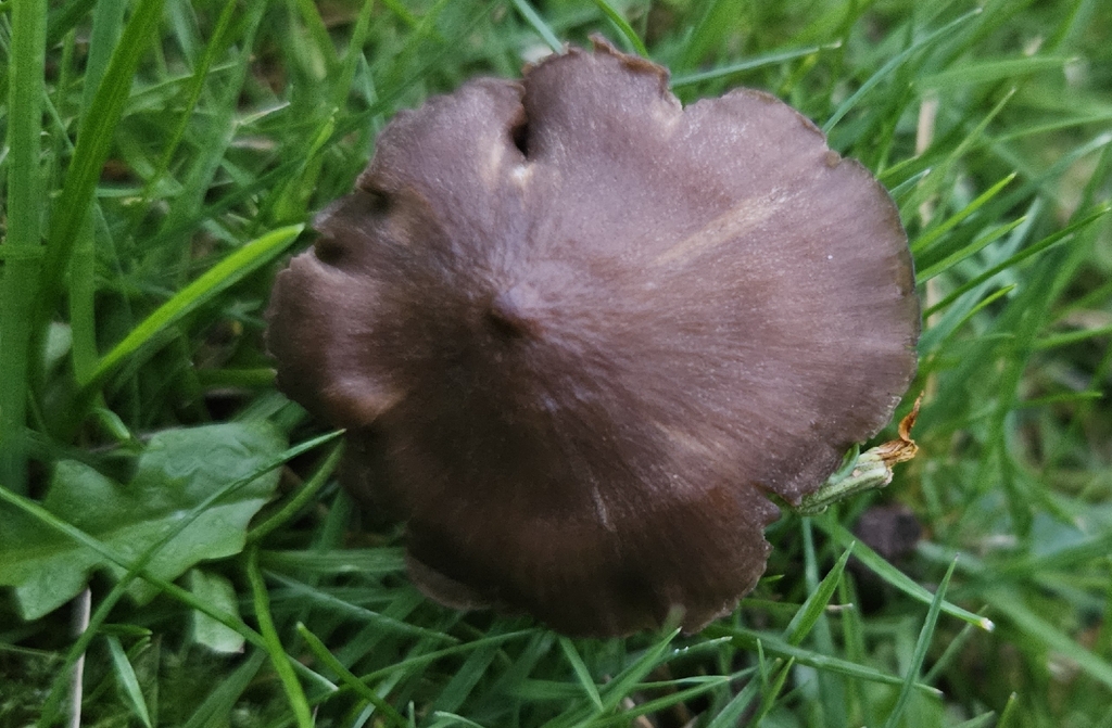 Entoloma infula