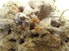Dorylus fulvus