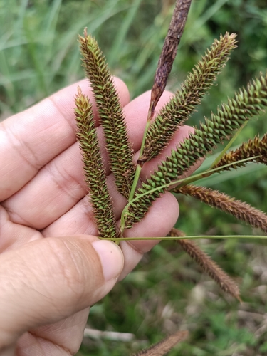 Carex multispicata