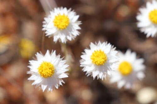 Common White Sunray