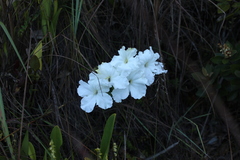 Escobedia grandiflora