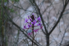 Epidendrum arachnoglossum