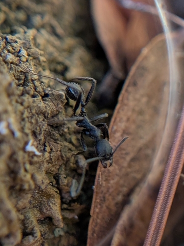 Aphaenogaster spinosa