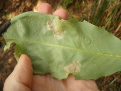 Eumetriochroa panacitorsens