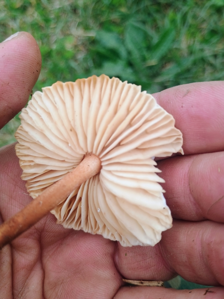 Marasmius oreades · November 2025 · photo: © etrusko25 (iNaturalist, cc-by)