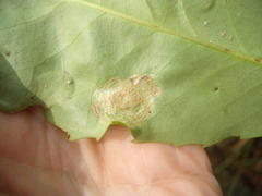 Eumetriochroa panacitorsens