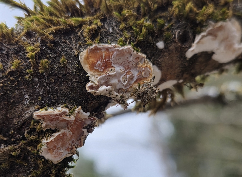 Gloeoporus dichrous · November 2025 · photo: © dustinwieser (iNaturalist, cc-by-sa)