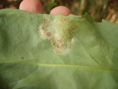 Eumetriochroa panacitorsens