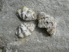 Tridacninae