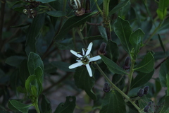 Passiflora bogotensis