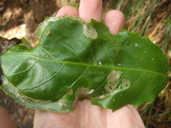 Eumetriochroa panacitorsens