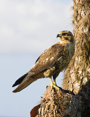 Buteo galapagoensis