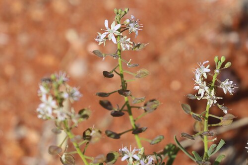 Lepidium phlebopetalum