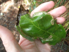 Eumetriochroa panacitorsens