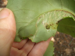 Eumetriochroa panacitorsens