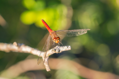 Red-tailed Pennant photo 4