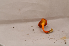 Hygrocybe marchii