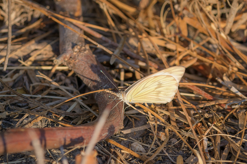 Great Southern White photo 6