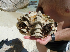 Tridacninae
