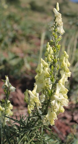 wolfsbane (Aconitum vulparia)